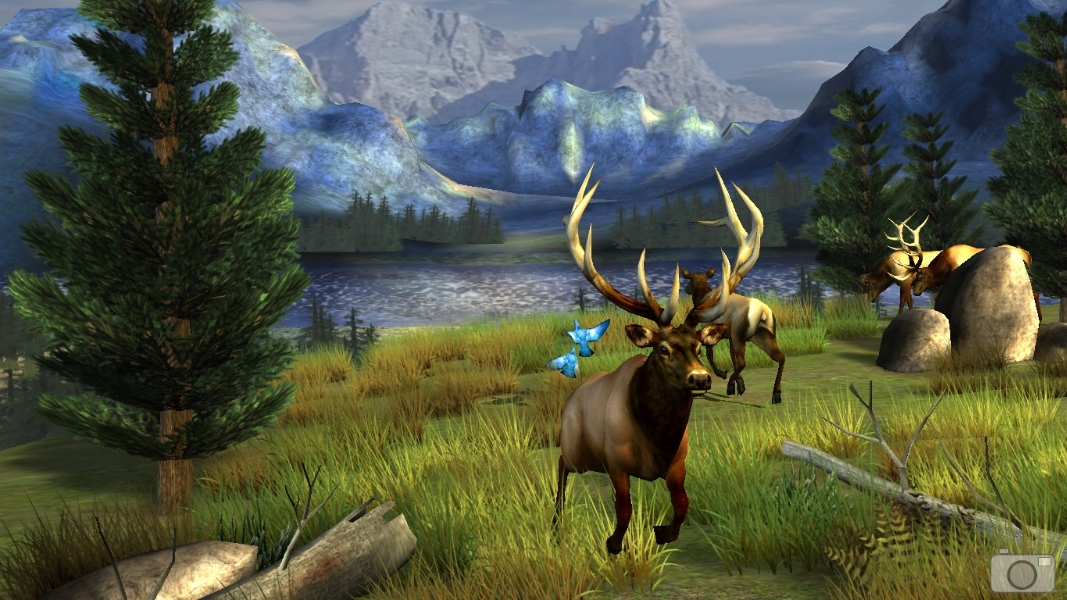 elk