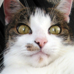Cat Comics: Witzige Katzenfotos bei Spielesnacks.de Cat Comics: Witzige Katzenfotos bei Spielesnacks.de